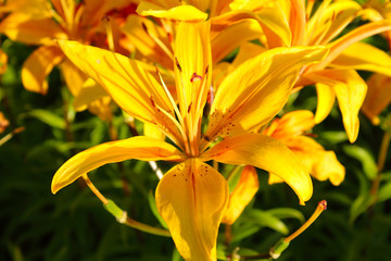 Obraz premium Yellow lily flowers. Close-up. Background. Landscape.