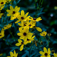 015-wildflowers-wdsm-05sep19-09x09-006-350-3270