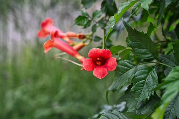 Red Trumpet Flower Blossoms with Green Leaves on Split Green and Brown Bokeh Background