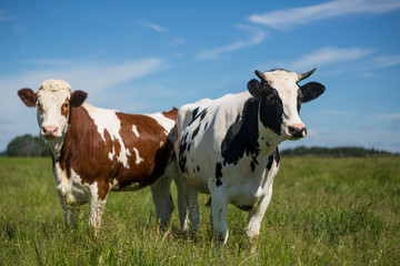 Two cows grazing grass on pasture. Curious animals looking directly at the photographer. Beautiful sunny day.