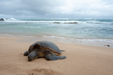 sea turtle on beach near surf and stormy sky