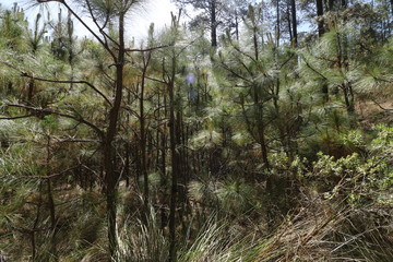 Obraz premium Hacienda de la Luz Nanacamilpa Tlaxcala.