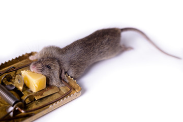 Mousetrap with piece of cheese, on white background, which caught a gray mouse.