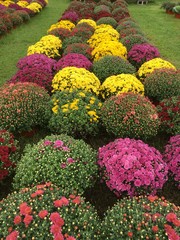 Fototapeta na wymiar Rows of Colorful Chrysanthemums