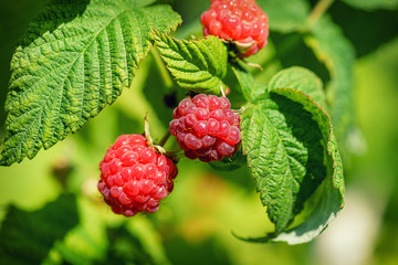 Raspberries in the sun. Raspberries branch garden. Red berry with green leaves in the sun. Photo of ripe raspberries branch.