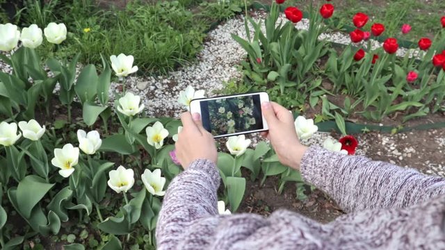 A teen boy making video or photo of tulip flowers using his smartphone in spring garden