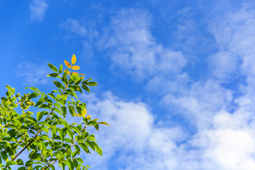 The tree branch with green, yellow and orange leaves against the blue sky. Early autumn themes and backgrounds.