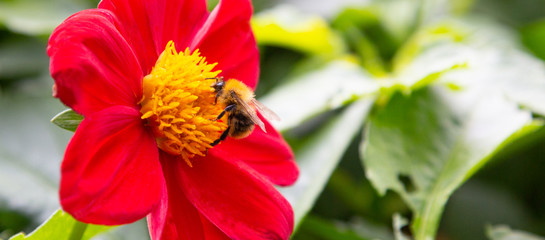 Big Red beautiful flower, dahlia. A bee collects pollen from a flower. Background, banner, copy space