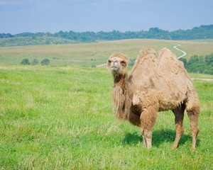 Obraz premium Camel standing on grassy hill