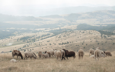 Naklejka na ściany i meble Beautiful view of sheep grazing in hilly landscape Flock of sheep. Livestock in nature