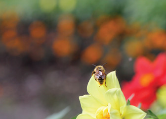 A bee sits on a yellow flower, a dahlia. Background