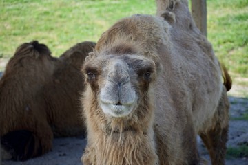 Camel gazing at the camera