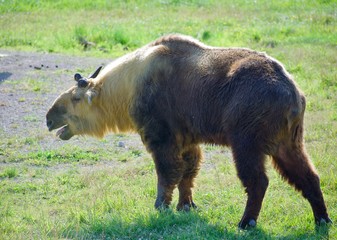 Sichuan Takin Isolated in Field standing