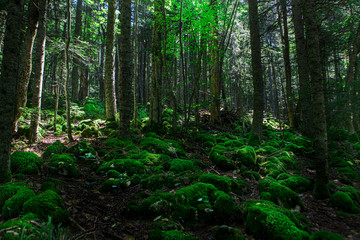 Fototapeta premium Forest Tree Nature