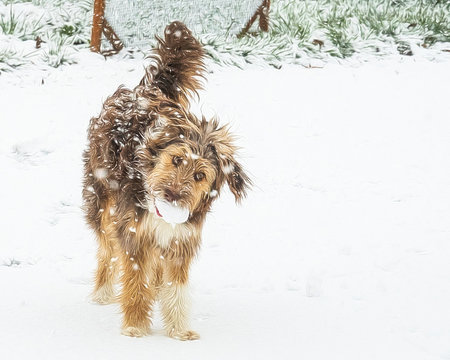 Dog retrieveing snowball