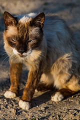 An old mutant cat with blue eyes. Predator's eyes. Portrait of the beast. The strange animal.