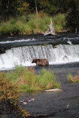 Fototapeta premium Brooks Falls AK