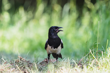 Eurasian magpie with open beak in summer forest. Black and white  corvid bird sitting on the ground with blurred green background.