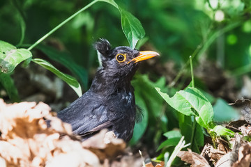 Portrait of the disheveled blackbird in the summer forest. Moulted black thrush (Turdus merula) with yellow beak sitting among green foliage.