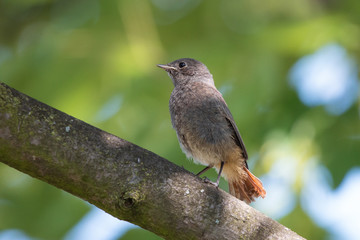 Juvenile fluffy black redstart with short orange tail. Young blackstart chick (phoenicurus ochruros). Little birdie sitting on the branch in summer forest.