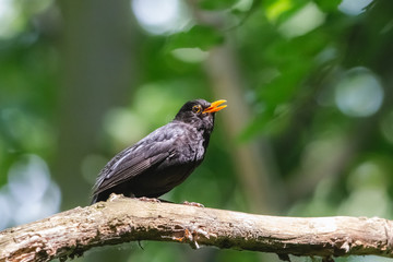Singing common blackbird with open yellow beak. Male black thrush (Turdus merula) sitting in the branch in summer forest with blurred green background.