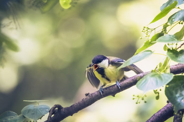 Juvenile great tit with open beak and spread wings. Hungry titmouse chick begging for food. Young passerine bird with yellow breast perching on the branch in summer forest.