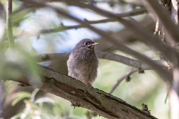 Little fluffy chick or black redstart in summer forest. Juvenile blackstart birdie (phoenicurus ochruros) sitting among branches.