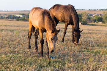 A mare with a foal in the pasture. An animal that grazes. Horses eat grass at dawn.