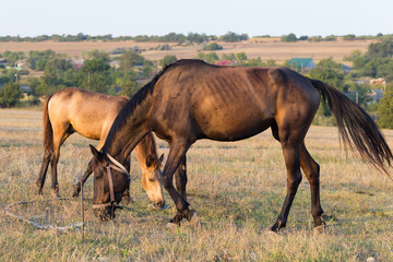 A mare with a foal in the pasture. An animal that grazes. Horses eat grass at dawn.