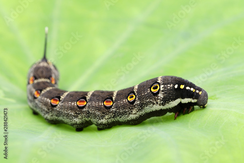 幼虫 蛾 Stock Photo And Royalty Free Images On Fotoliacom