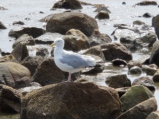 seagull on the rocks at the beach 