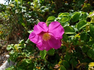 pink flower in the garden