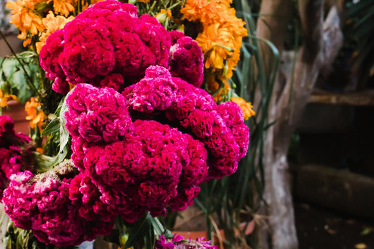 Flor de Terciopelo o Celosia, Mexican Flowers for offerings ofrendas in di­a de muertos Day of the Dead Mexican tradition