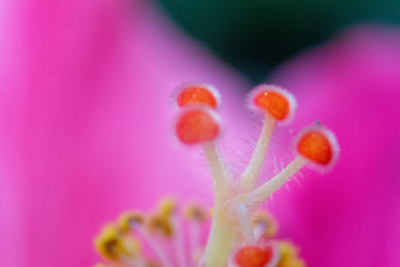 macro flowers