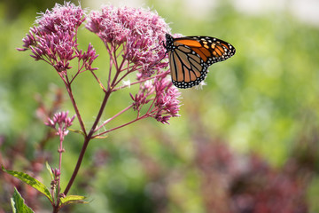 Orange monarch butterfly with wings folded on a soft pink spotted Joe-Pye Weed