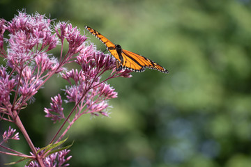 Orange monarch butterfly with wings open on a soft pink spotted Joe-Pye Weed