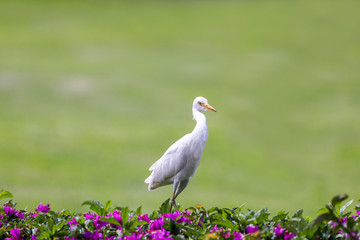 Fototapeta premium White Bird