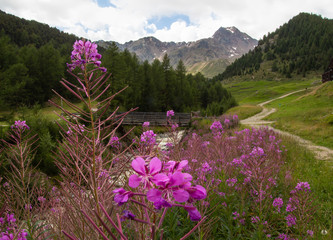Fototapeta premium Berglandschaft in Kurzras im Schnalstal (Südtirol) mit Weidenröschen am Ufer eines Gebirgsbaches und den Gipfeln äußere und innere Quellspitze