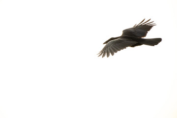 Obraz premium Raven in white sky
