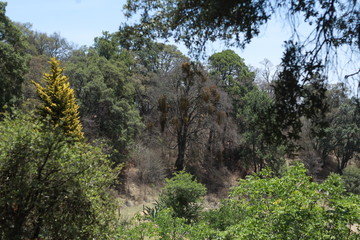 La palangana Nanacamilpa Tlaxcala