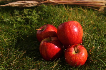 red apples on green grass