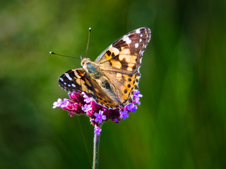 Beautiful and colorful butterfly harvesting nectar on flower.