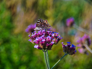 Beautiful and colorful butterfly harvesting nectar on flower.