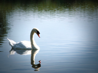 Beautiful swan swimming alone in the river.