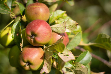 Macro of Apples (Malus Domestica)