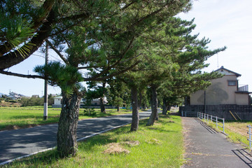 Pine tree avenue of Tokaido road in Kakegawa city, Shizuoka prefecture, Japan.