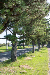 Pine tree avenue of Tokaido road in Kakegawa city, Shizuoka prefecture, Japan.