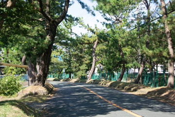 Pine tree avenue of Tokaido road in Fukuroi city, Shizuoka prefecture, Japan.