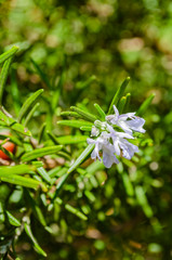 Rosemary Blossoms