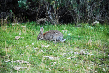 Patagonian hare feeding in a grassland with the forest in the background